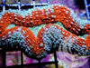 Ultra Hot Lips Branching Lobophyllia