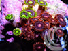 Combo Zoanthids