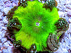 Toxic Leprechaun Rock Anemone