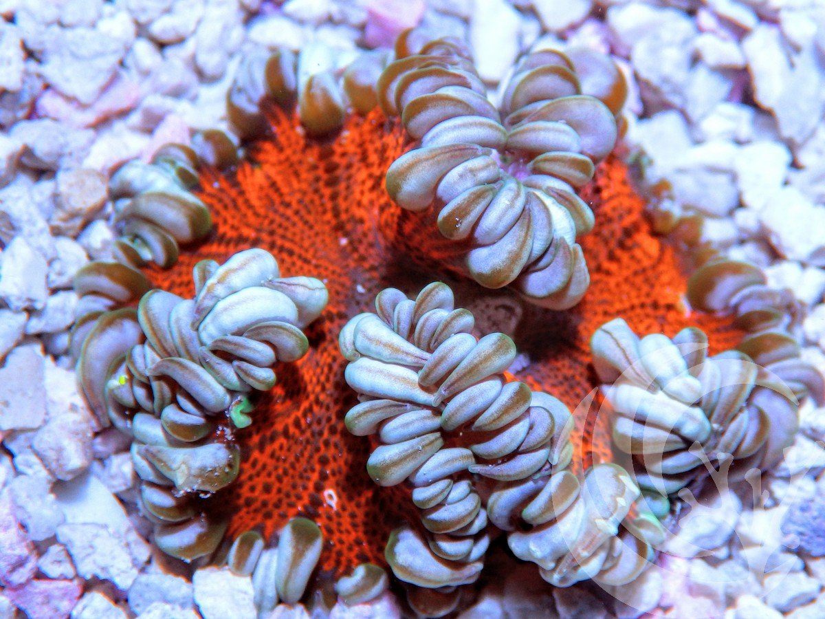 Frosted Cherry Rock Anemone