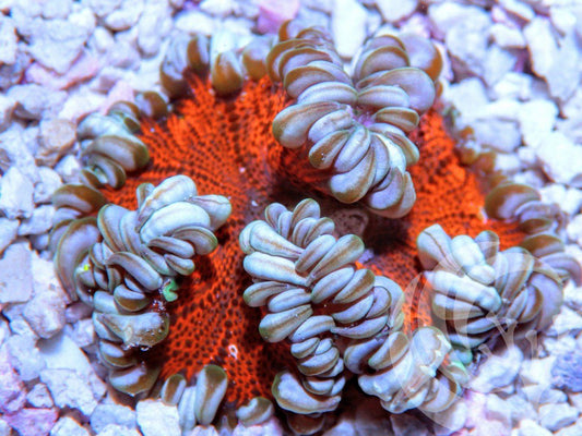 Frosted Cherry Rock Anemone