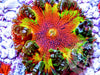 Blazing Rainbow Rock Anemone