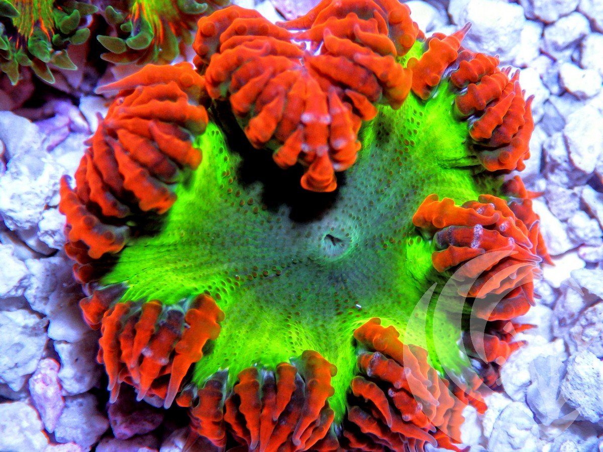Jingle Bells Rock Anemone
