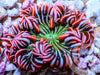 Red Zebra Rock Anemone