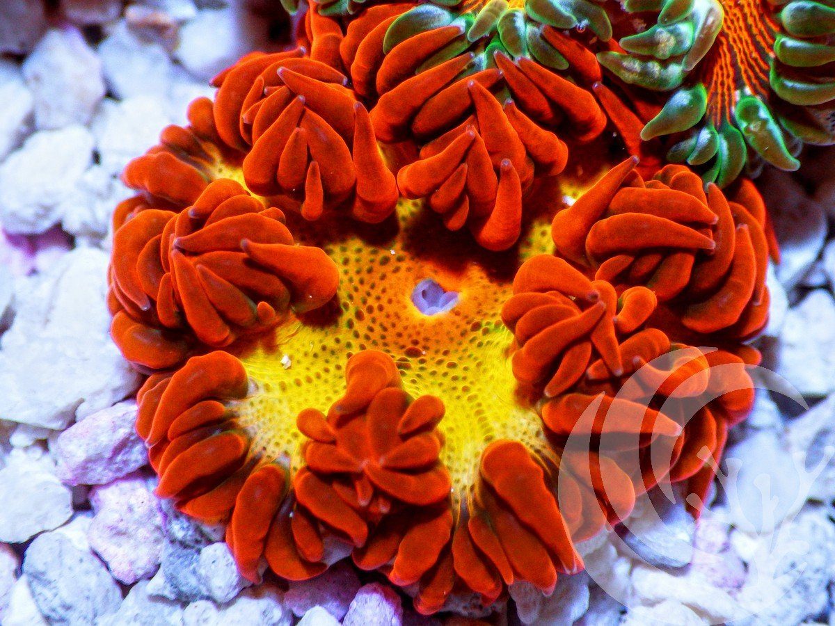 Atomic Burnout Rock Anemone