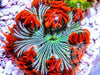 Red Fringed Zebra Rock Anemone