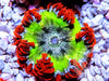 Peppermint Kiwi Rock Anemone