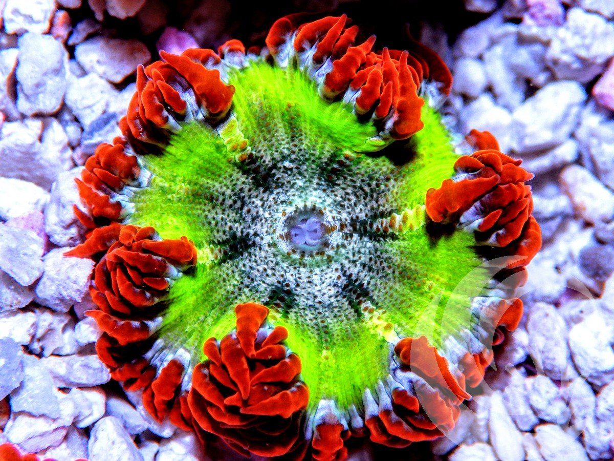 Peppermint Kiwi Rock Anemone