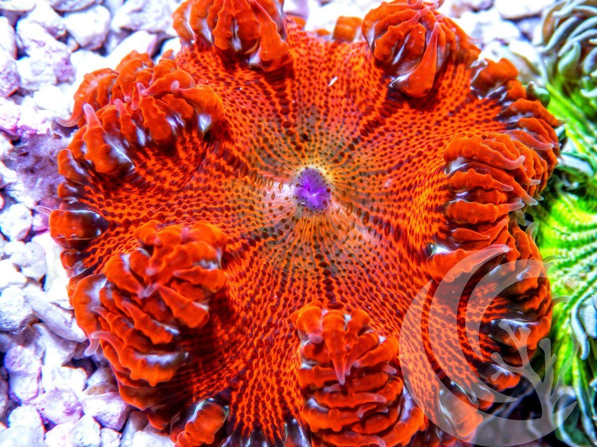 Red Velvet Rock Anemone