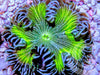 Cool Lime Twist Rock Anemone