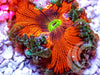 Lava Rainbow Rock Anemone