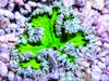 Frosted Leprechaun Rock Anemone