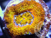 Ultra Orange Acan lordhowensis