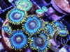 Royal Blue Zoanthids