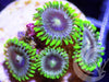 Eight Ball Zoanthids