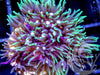 Green Star Polyps