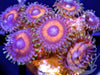 Prowler Zoanthids