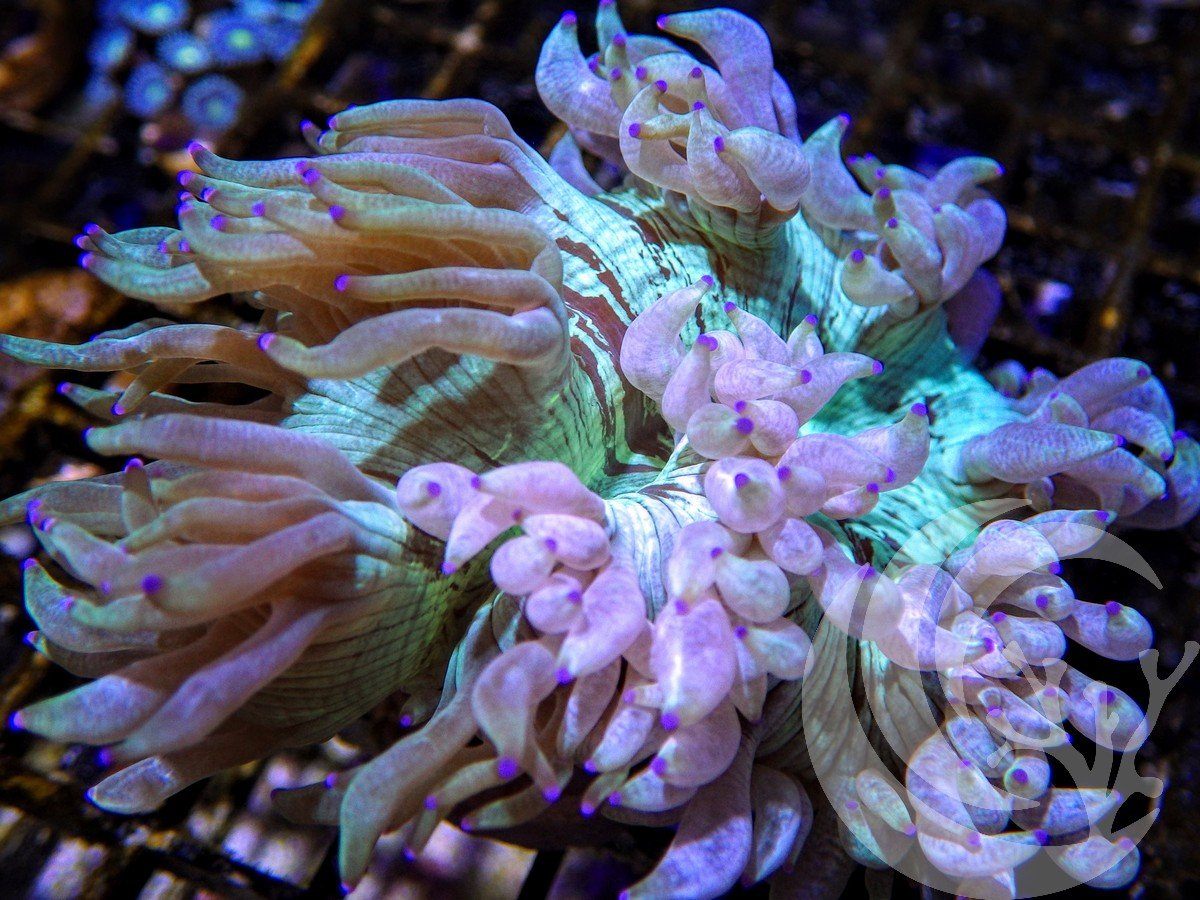 Aussie Fringed Elegance