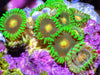 Yellow Belly Zoanthids