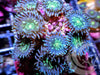 Blue Leopard Zoanthids