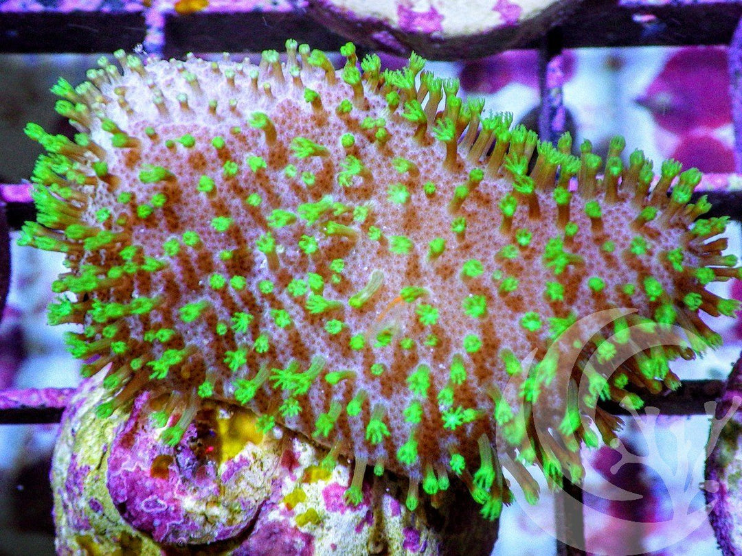 Lime Polyp Toadstool Leather