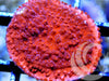 Blood Pool Plating Montipora