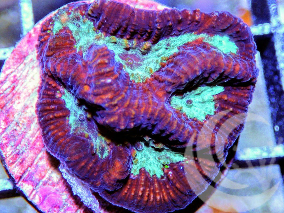 Teal Platygyra Maze Brain