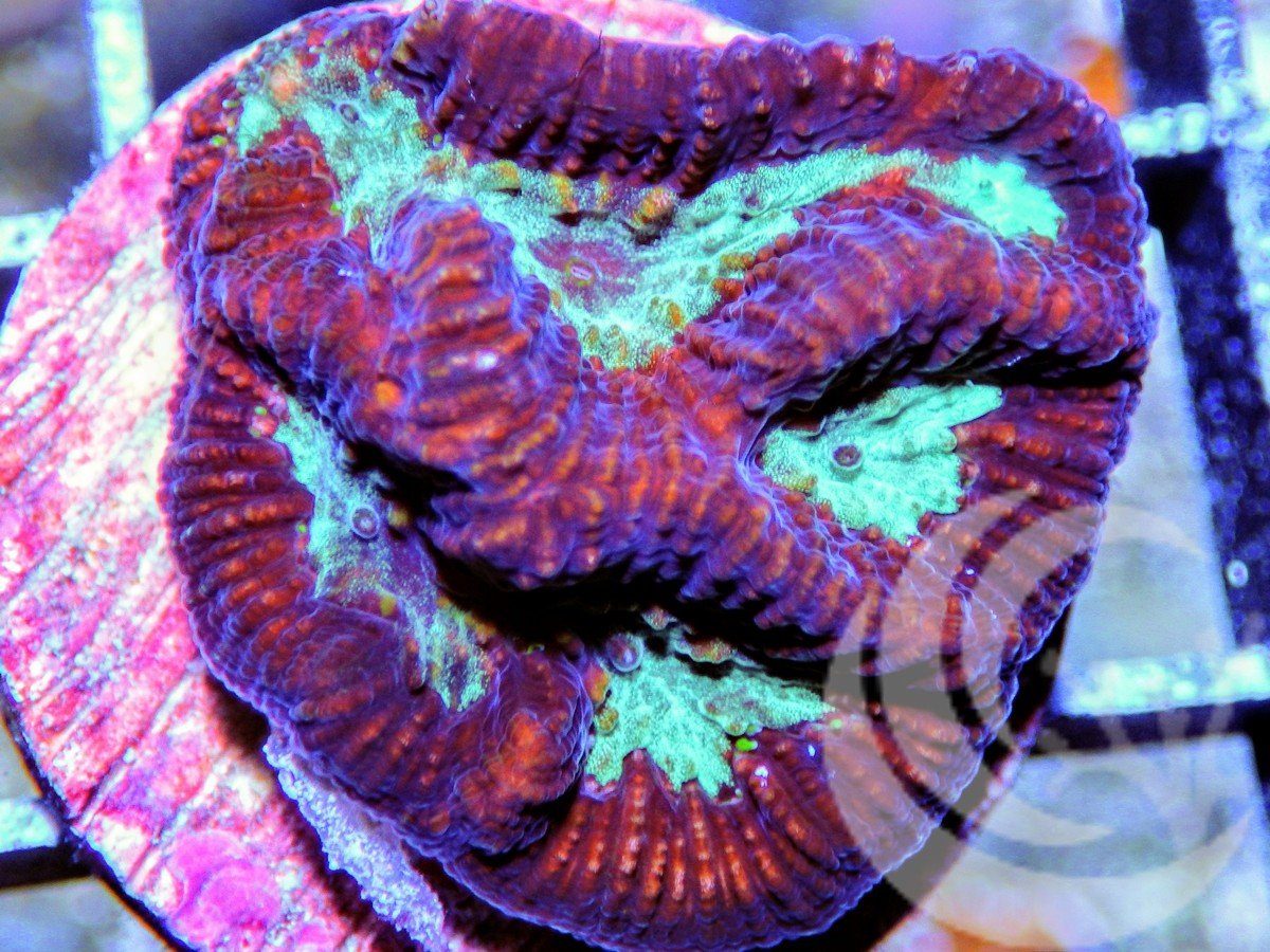 Teal Platygyra Maze Brain