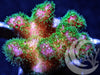 Violet Tip Lime Pocillopora damicornis