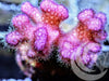 Passionate Pink Pocillopora damicornis