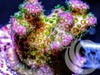 Violet Tip Lime Pocillopora damicornis