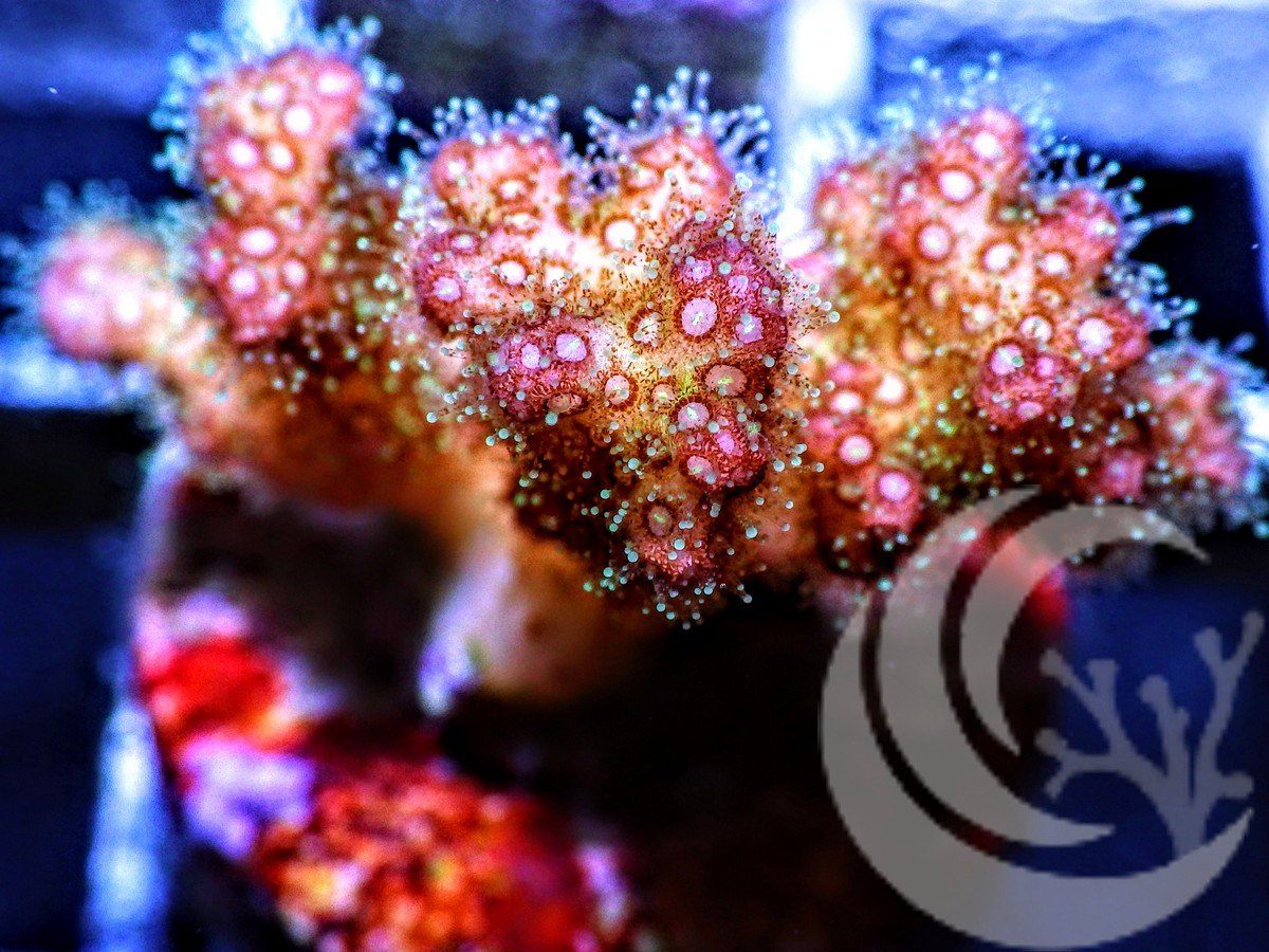 Shimmering Pocillopora damicornis – Pacific East Aquaculture