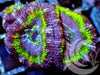 Orange Speckeled Green Ribbon Acan lordhowensis