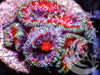 Red Bullseye Acan lordhowensis