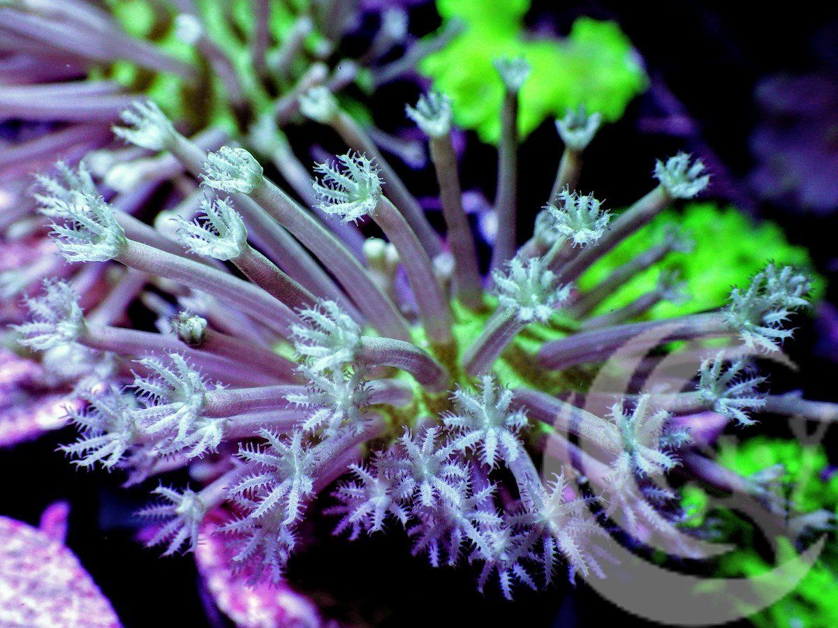 Weeping Willow Toadstool Leather