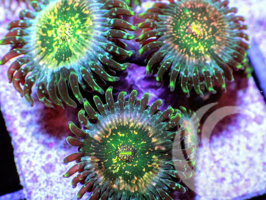 Hawaiian Fruit Salad Zoanthids