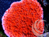 Blood Pool Plating Montipora