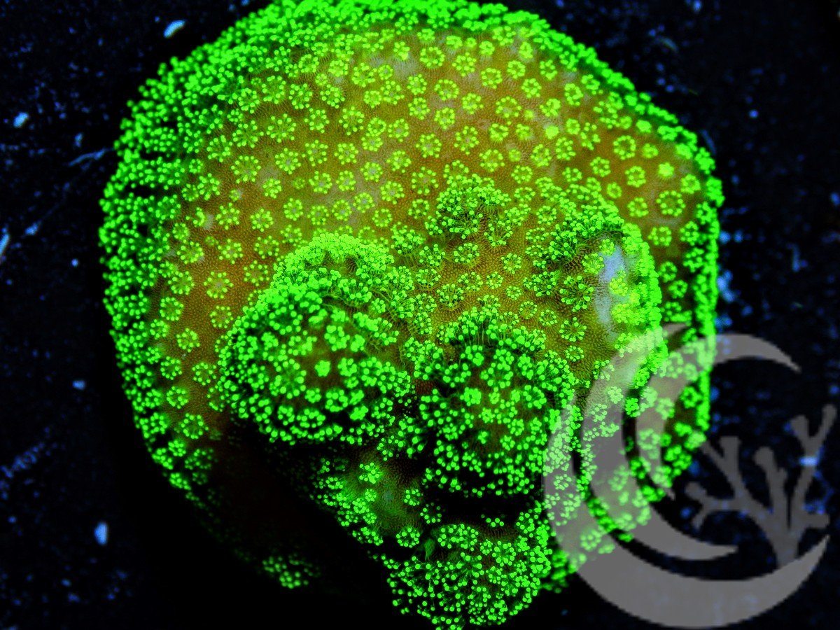 Electric Polyp Stylophora