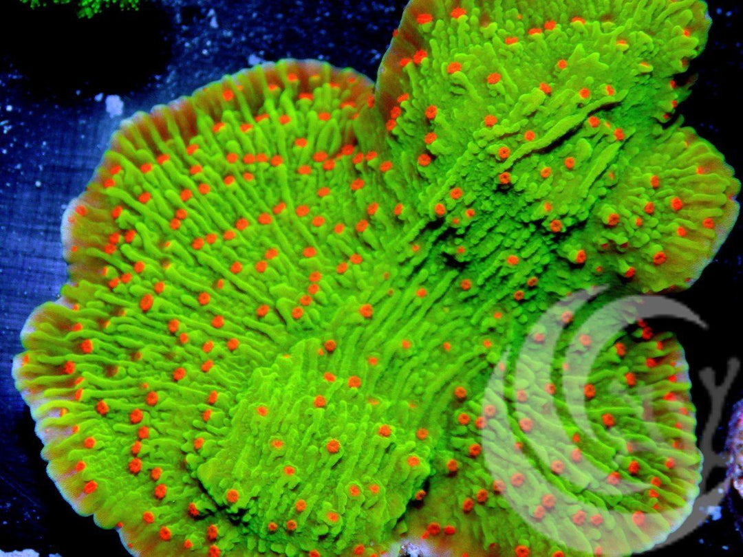 Grinch Plating Montiipora