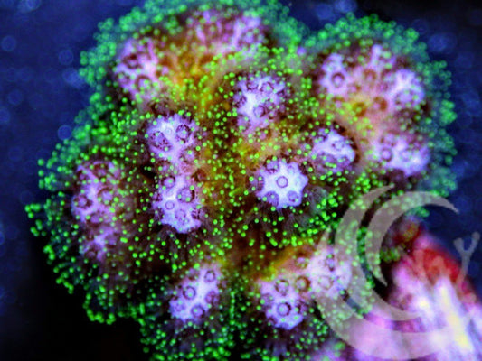 Violet Tip Lime Pocillopora damicornis