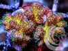 Violet Tip Lime Pocillopora damicornis