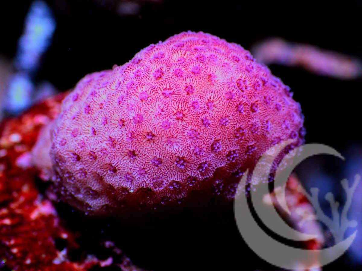 Pink Stylophora