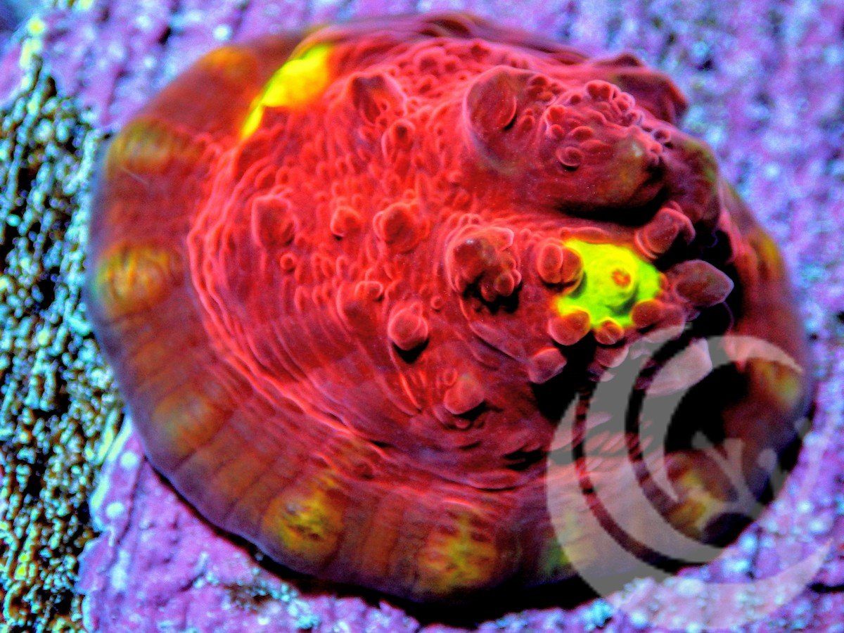 Rainbow Delight Chalice