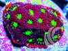 Black Cherry War Coral Favites