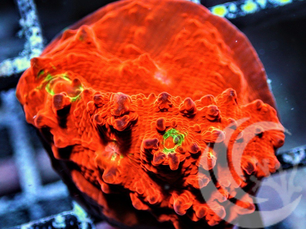 Red Spider Chalice