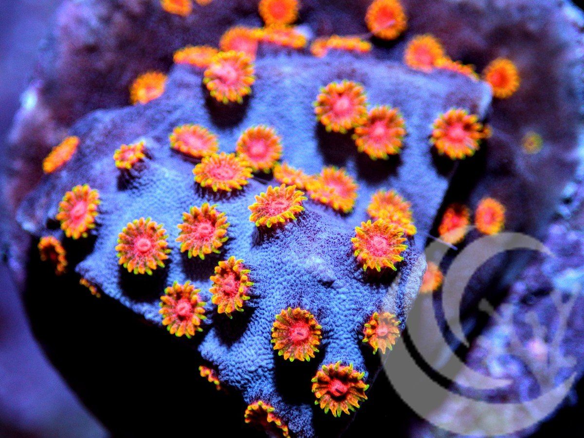 Starry Night Cyphastrea
