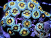 Blue Bonnet Zoanthids