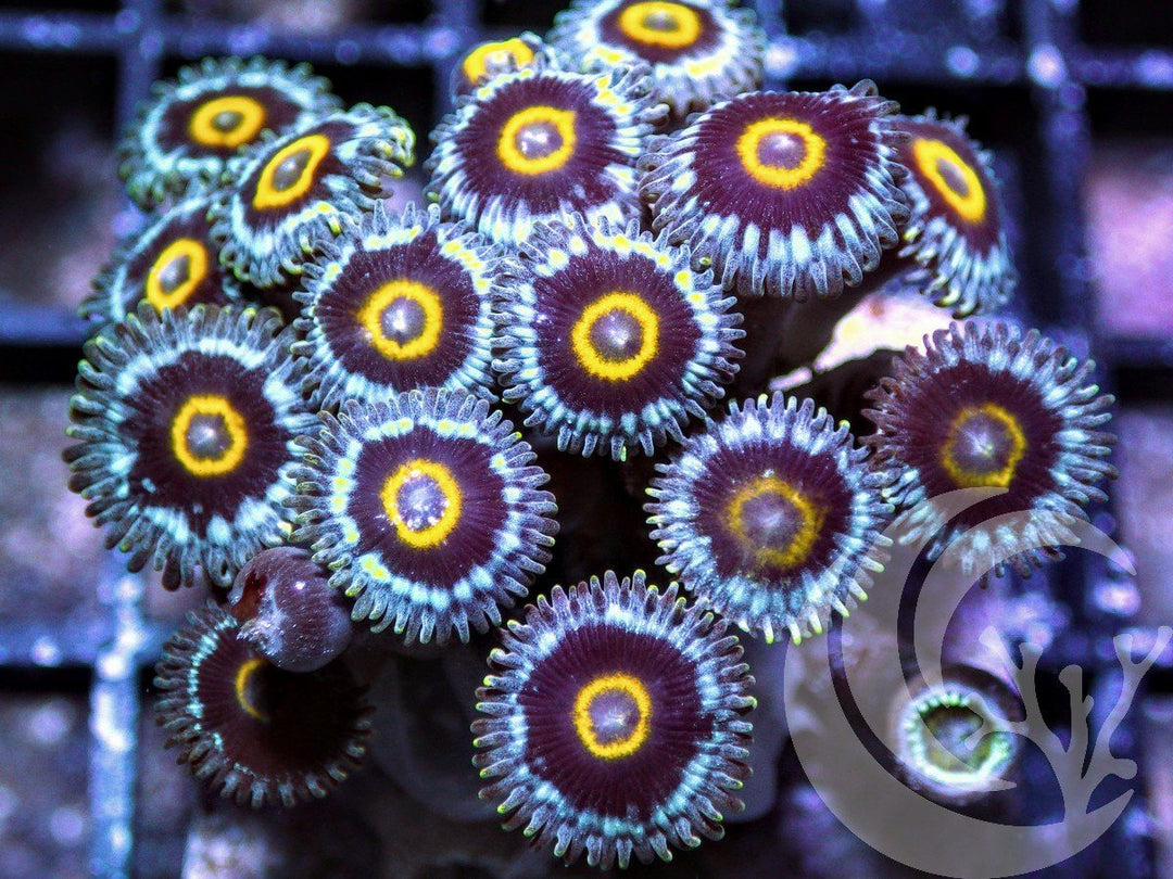 Blue Hornet Zoanthids