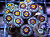 Blue Hornet Zoanthids