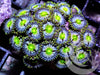 Teal Zoanthids